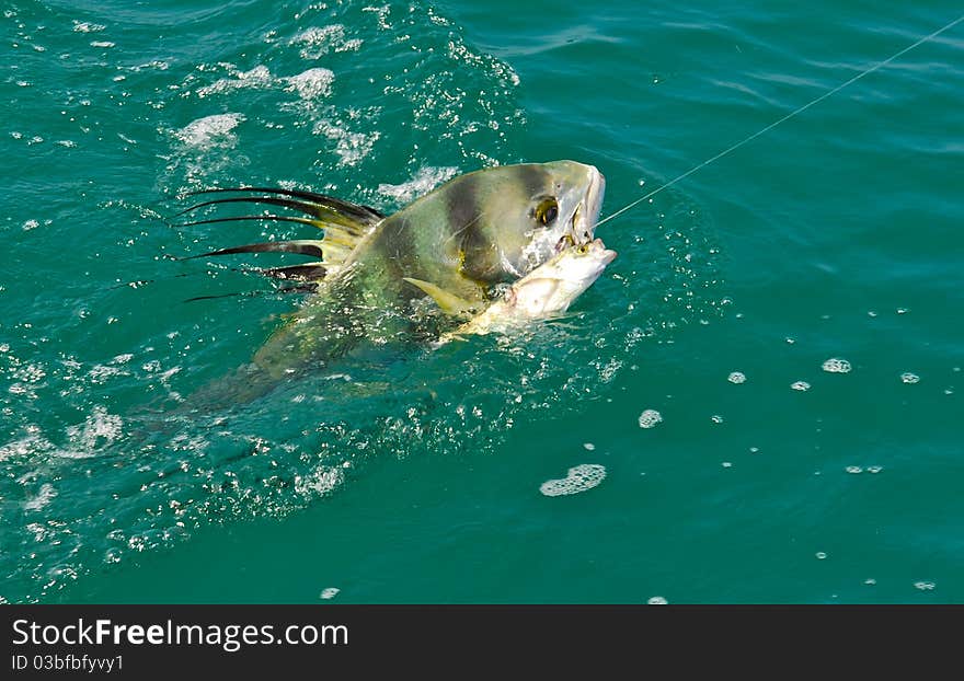 A rooster fish being reeled in on fishing line and its in and out of the water. A rooster fish being reeled in on fishing line and its in and out of the water.