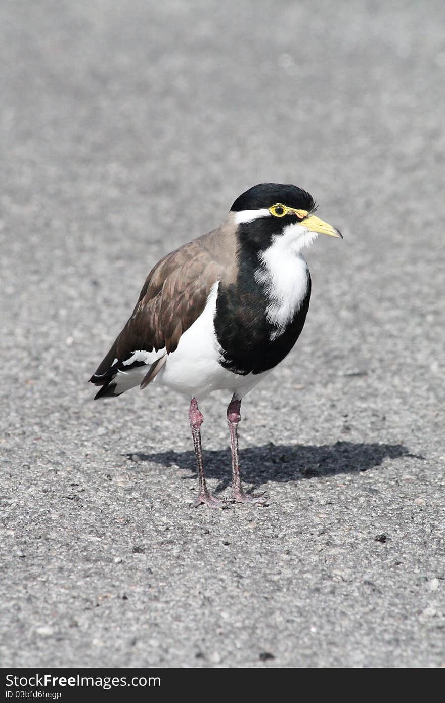 The Banded Lapwing (Vanellus tricolor) is a small to medium sized wader which belongs to the plover family. It is found over most of Australia and Tasmania though is absent from the northern third of the continent.