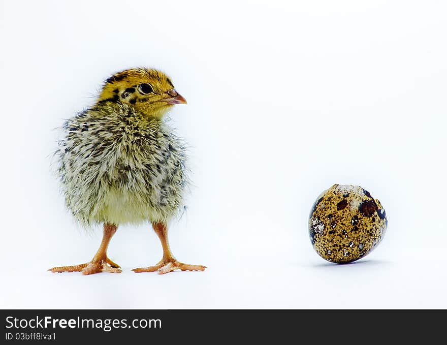 Nestling quail with eggshell