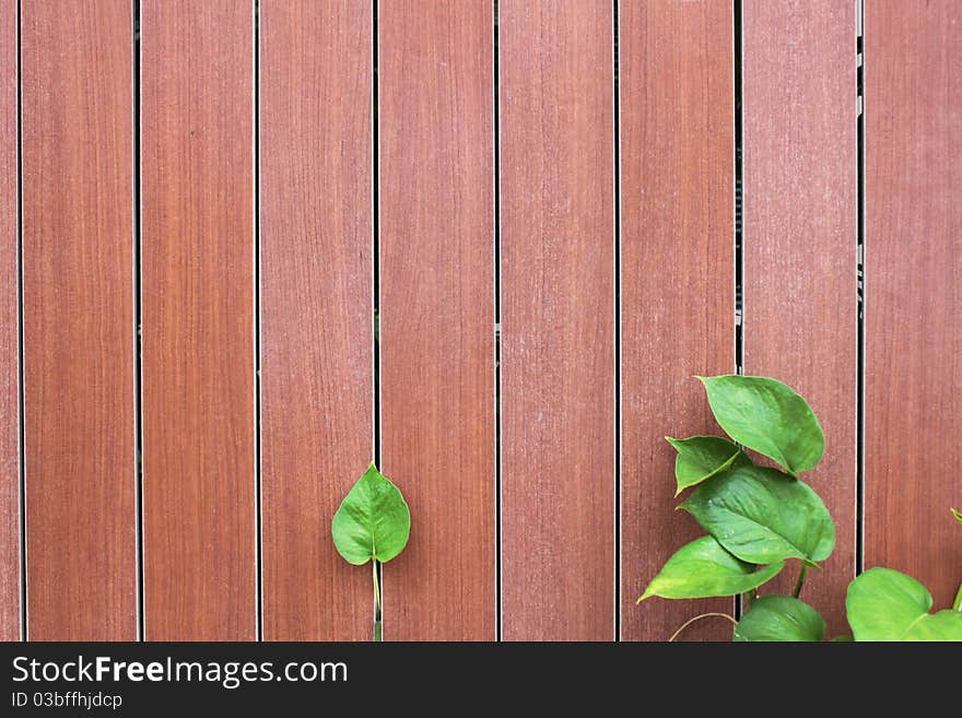 Green leaves with wooden wall for background