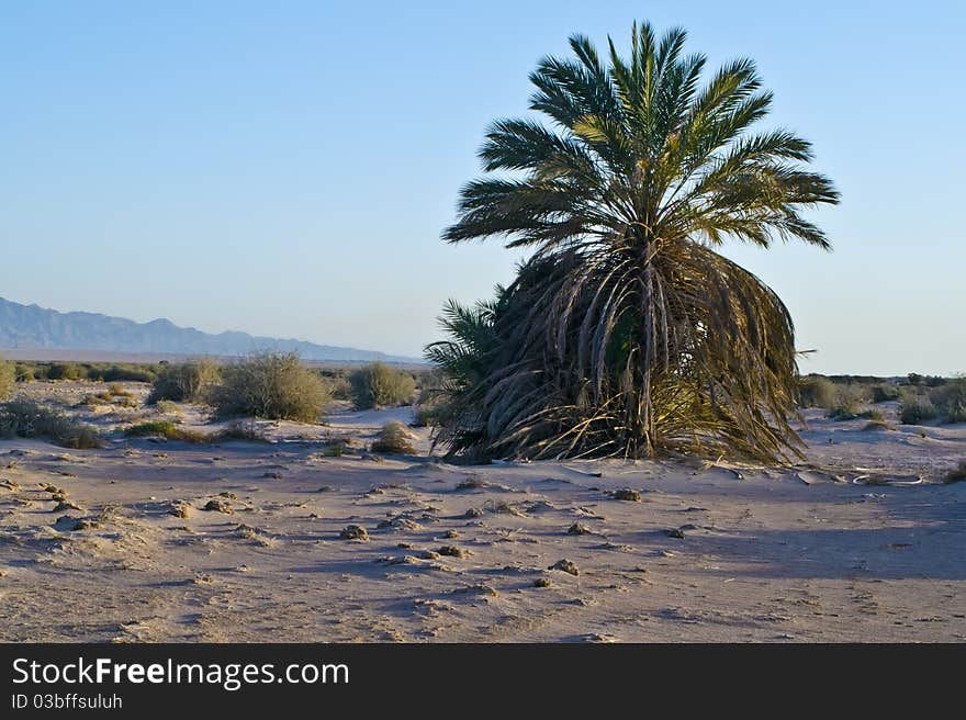 A Single Palm In Hot Desert