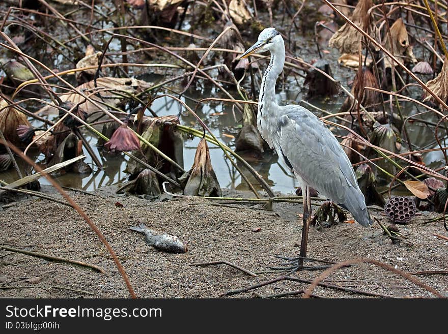 Gray heron (lat. Ardea cinere) with a fish