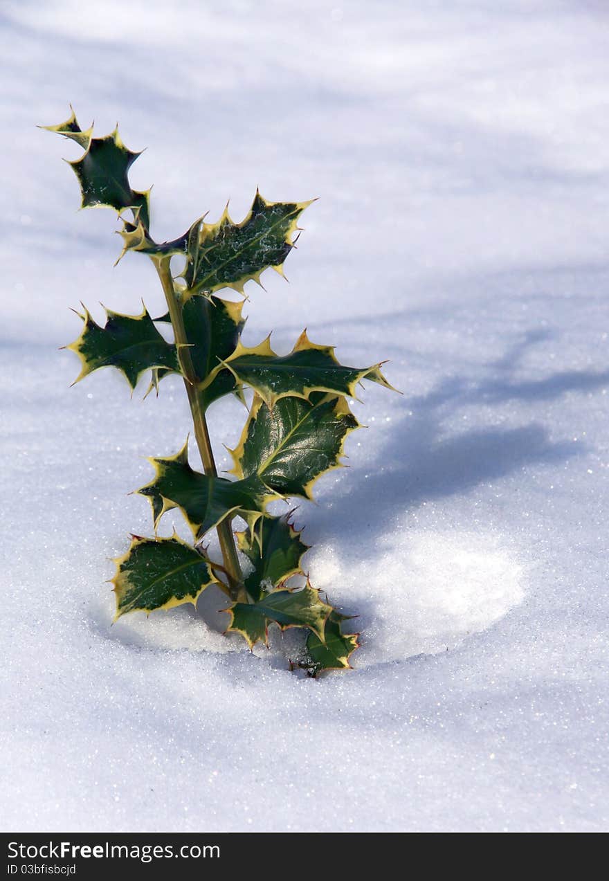 Green plant in snow