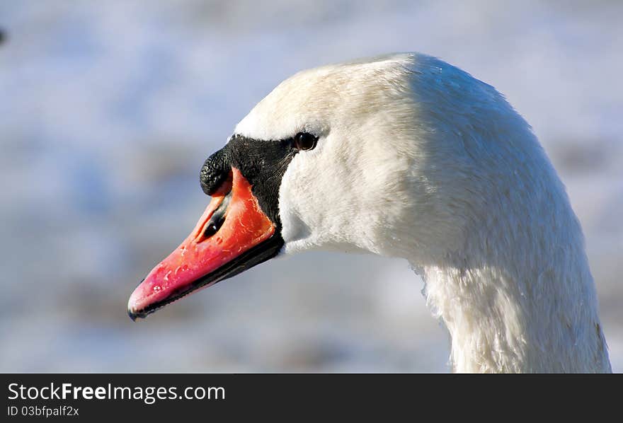 Portrait Of A Swan