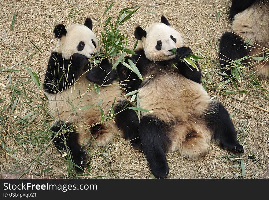 Panda is the most famous animals of China. Panda is the most famous animals of China