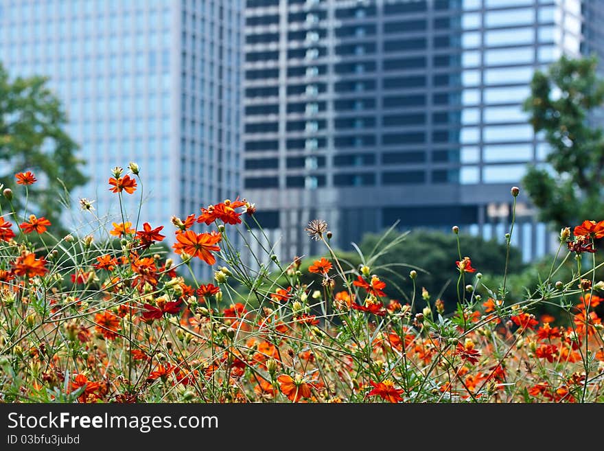 Blooming orange cosmos with modern buildings on background