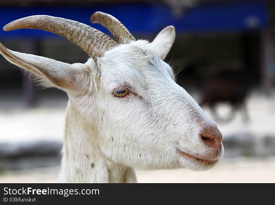 It is a goat in a Hong Kong farm. It is a goat in a Hong Kong farm.