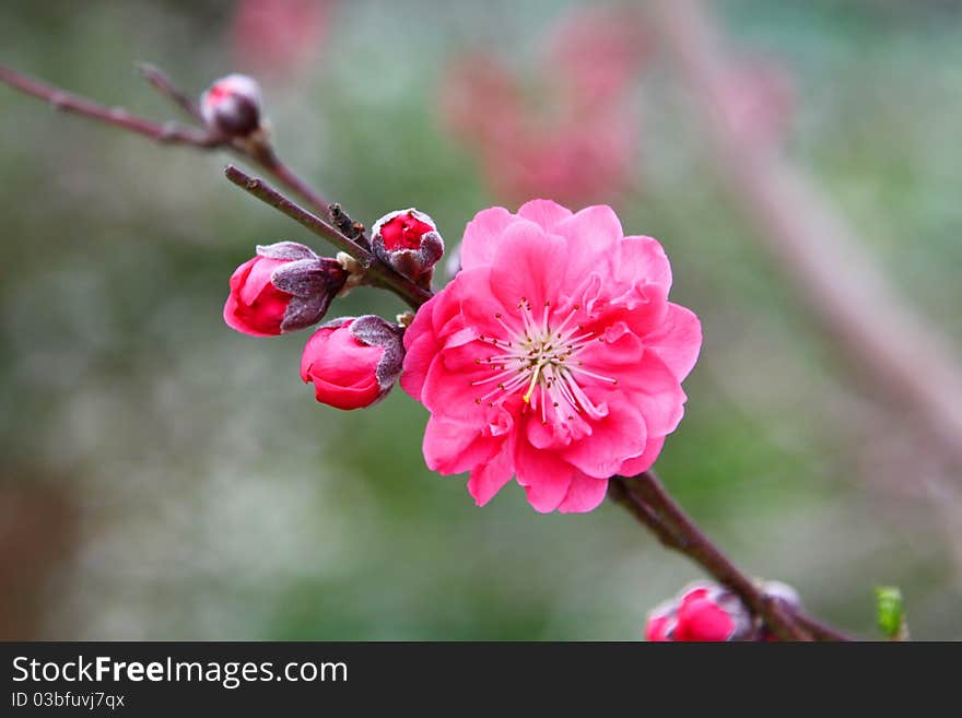 Cherry Blossom