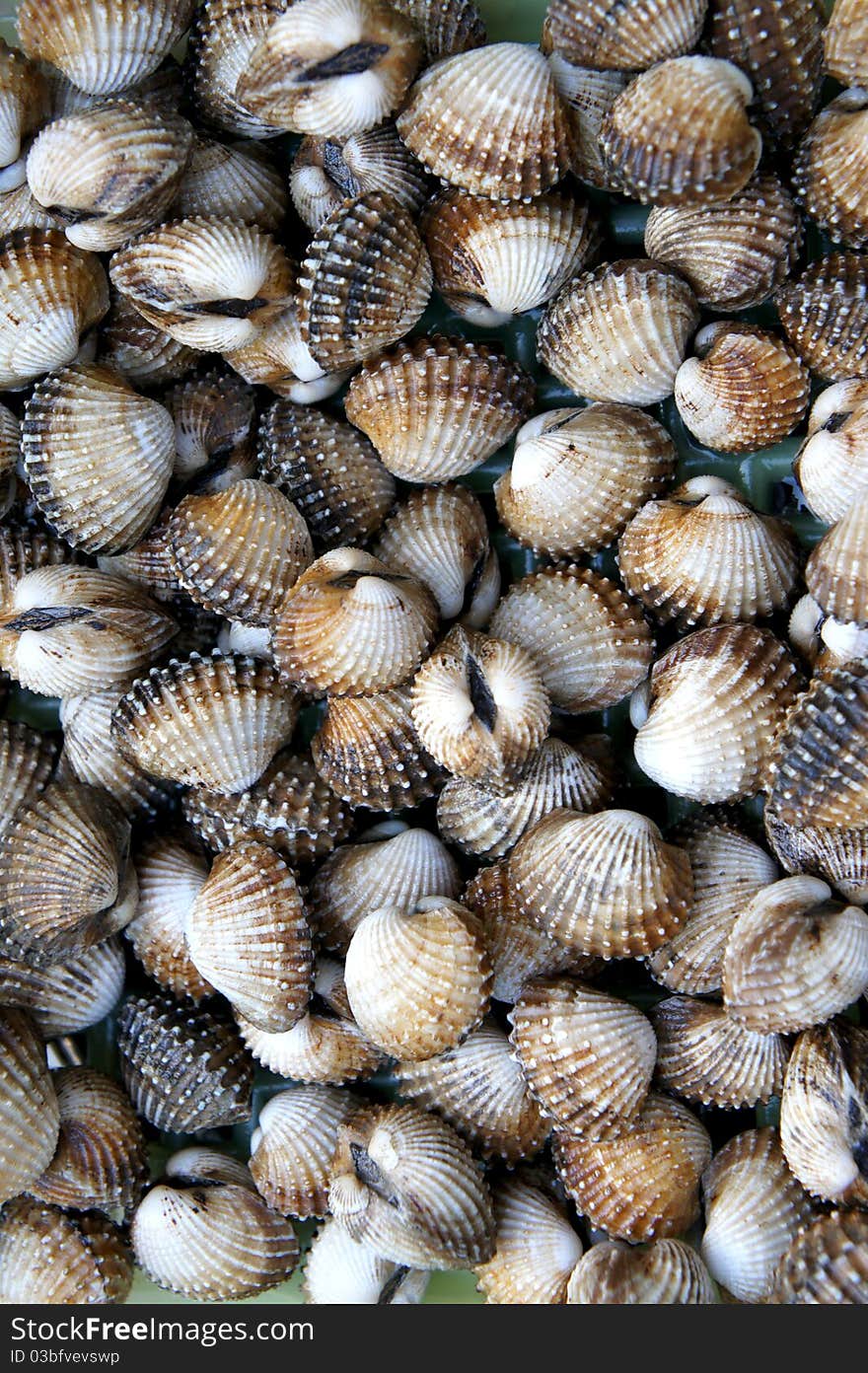 A background of fresh cockles for sale at a market. A background of fresh cockles for sale at a market