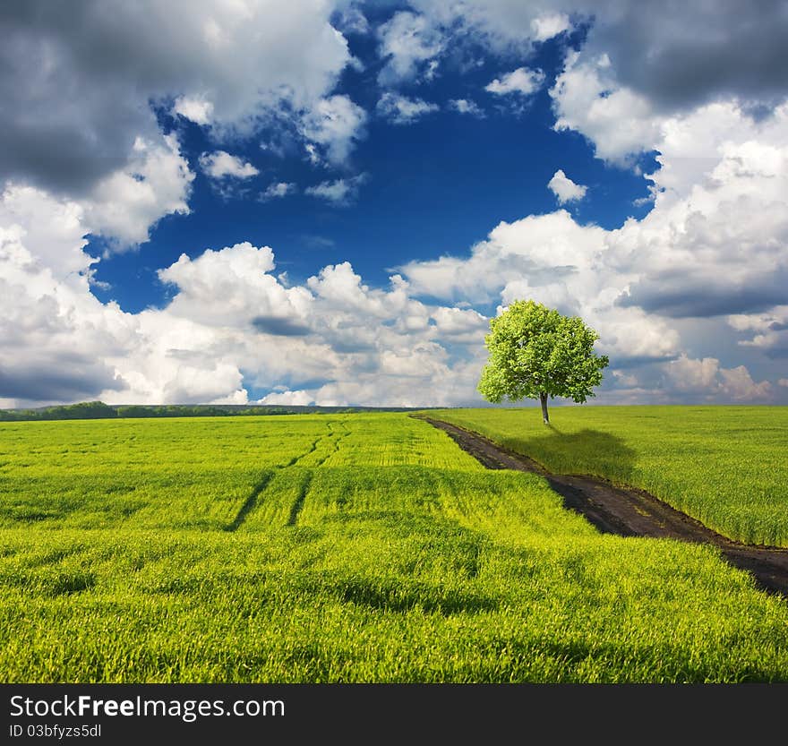 Beautiful landcape, green grass, field. Beautiful landcape, green grass, field