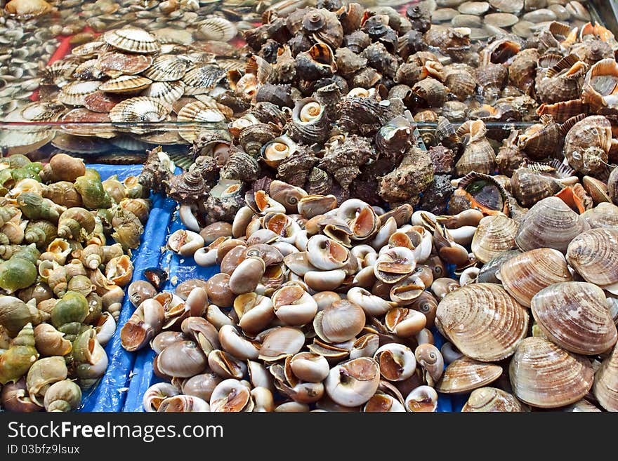 Selection of shells at seafood market