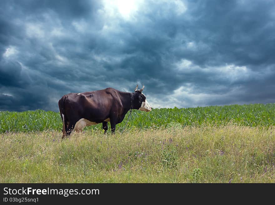 Cow On Meadow