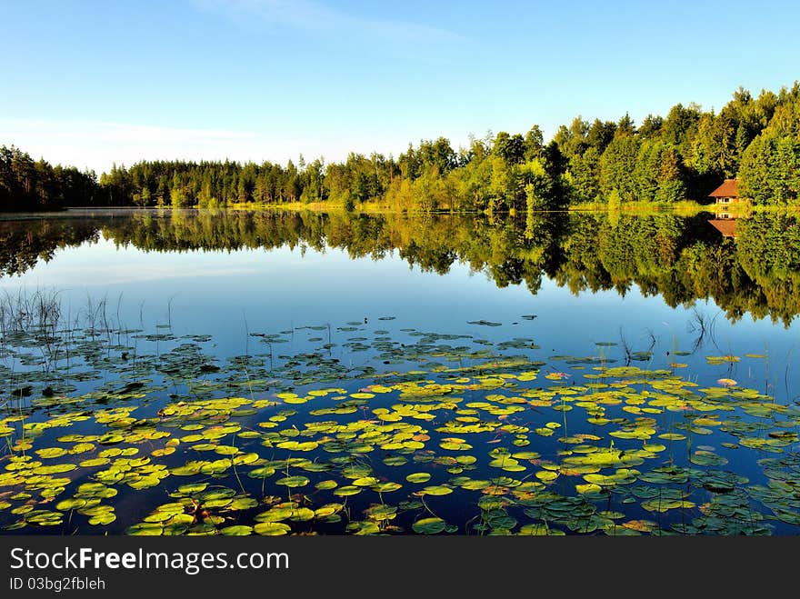 Lake view with water lilies. Lake view with water lilies