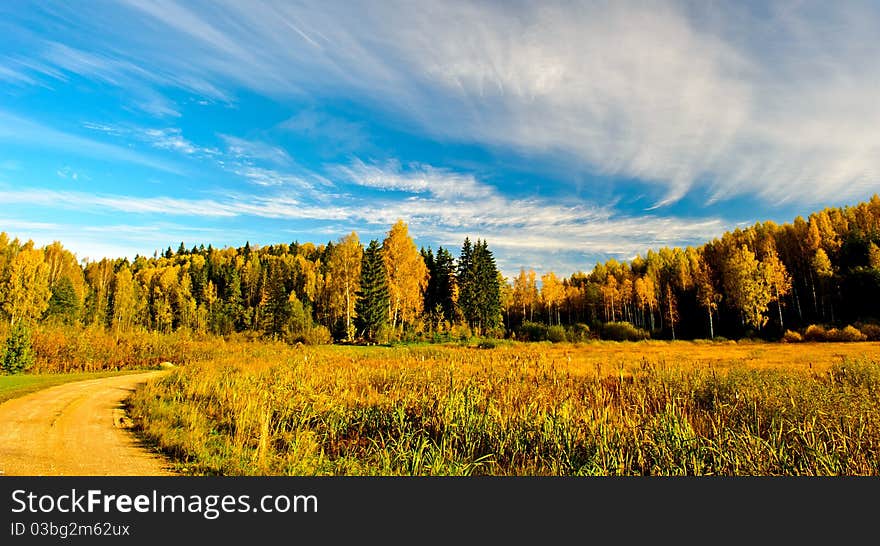 Brilliant yellow birch trees stand mingled with evergreen fir-trees in the hills of south Estonia during the Fall. Brilliant yellow birch trees stand mingled with evergreen fir-trees in the hills of south Estonia during the Fall.