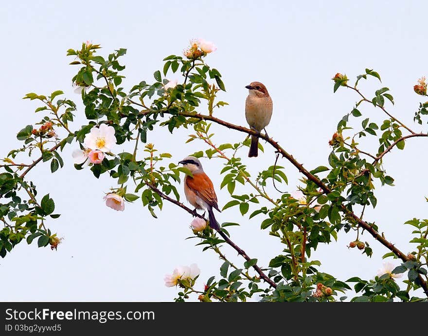 Bird (red-backed shrike) sitting on a branch .