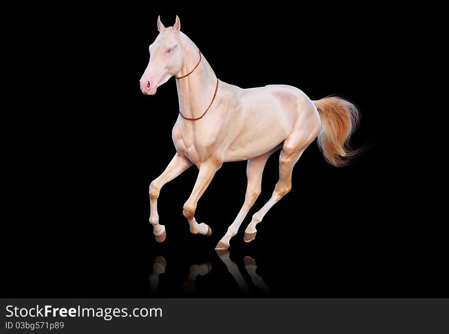 Perlino horse isolated on the white