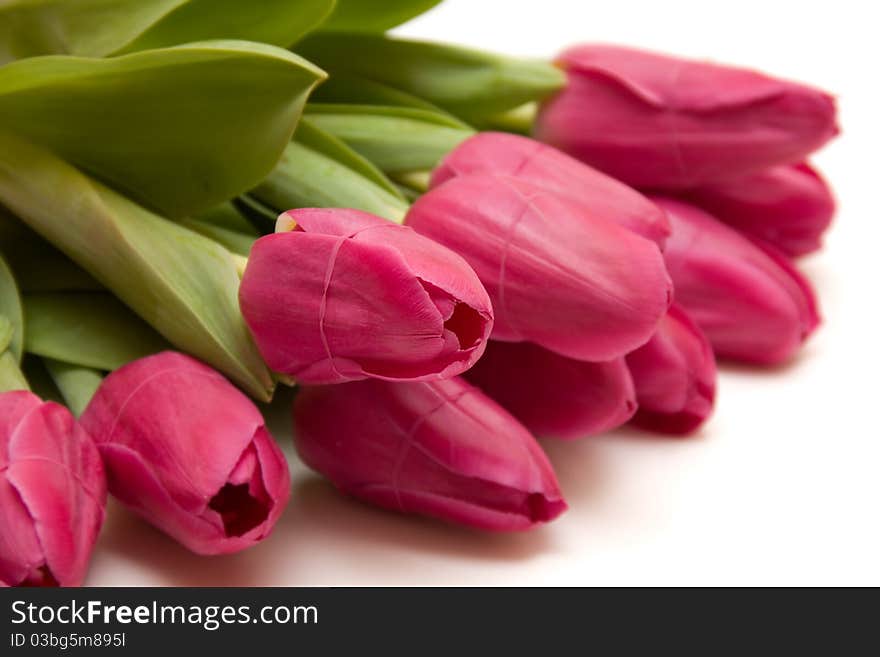 Beautiful spring tulips bunch isolated over white background