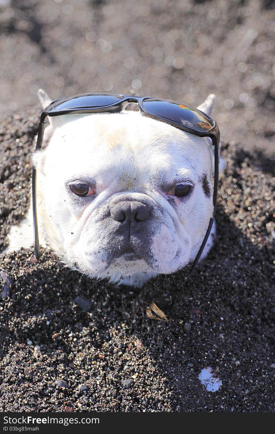 Dog Burried In Sand Wearing Sunglasses