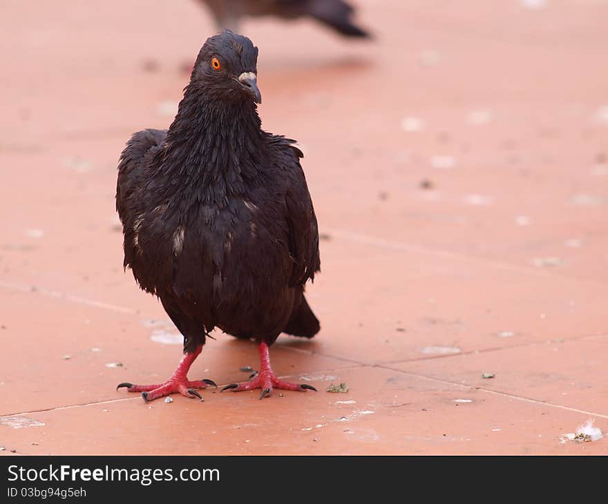 Black Pigeon of Thailand