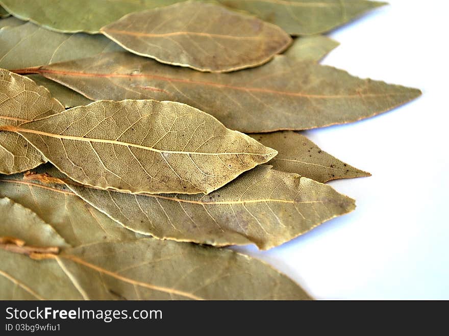 Dry bay leaf for cooking on white background