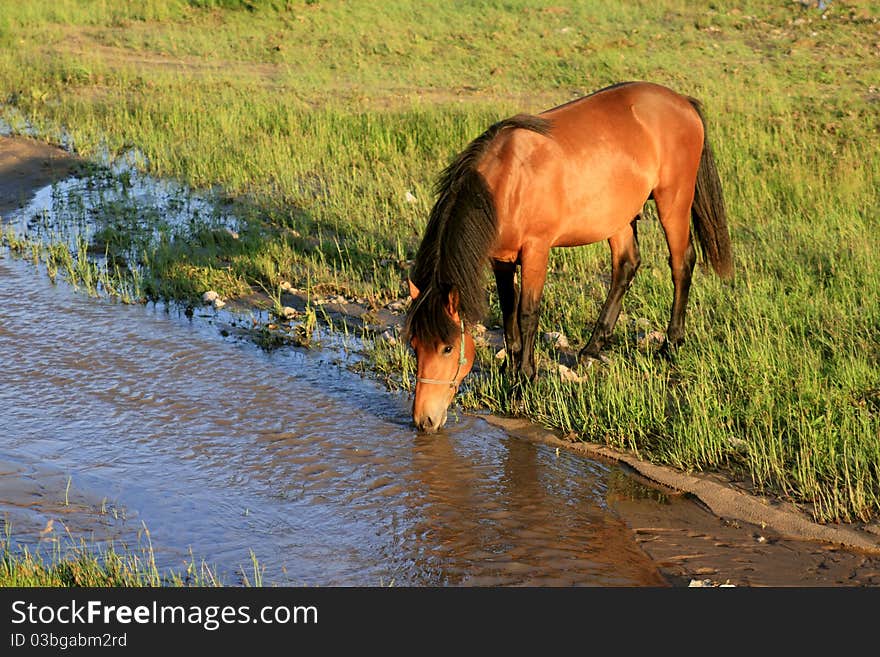 The horse on the grasslands.