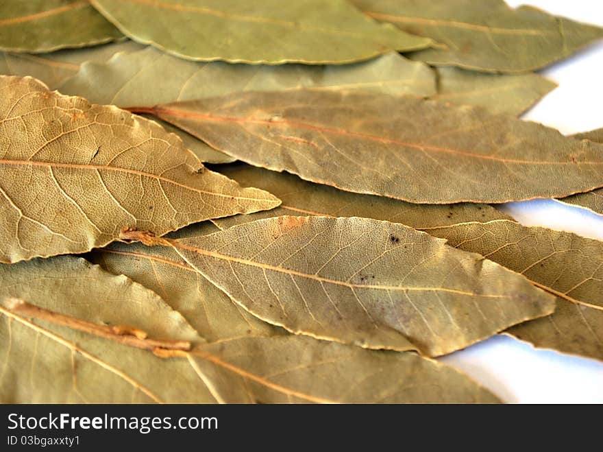 Dry bay leaf for cooking on white background