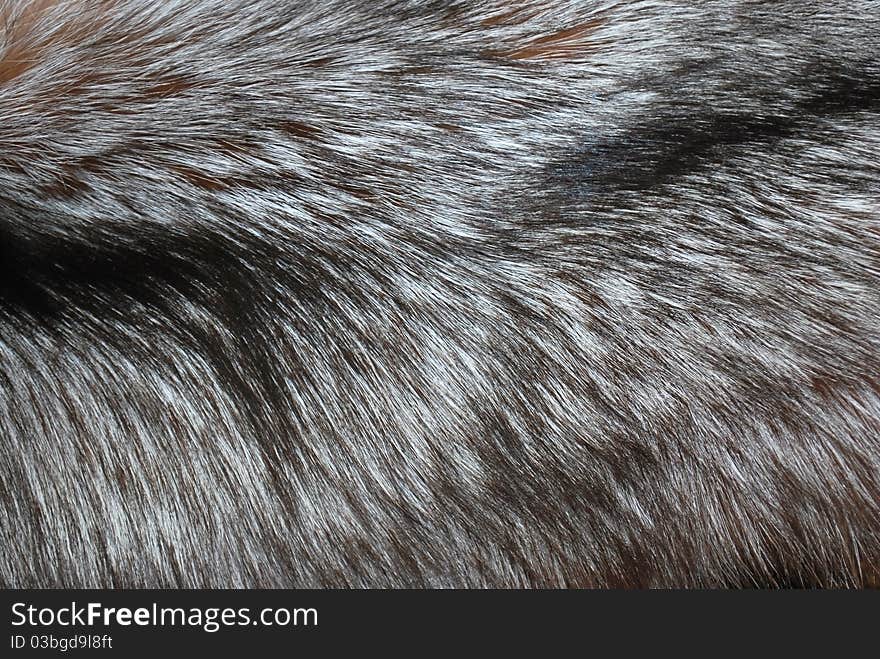 Varicolored long fur background of silver fox