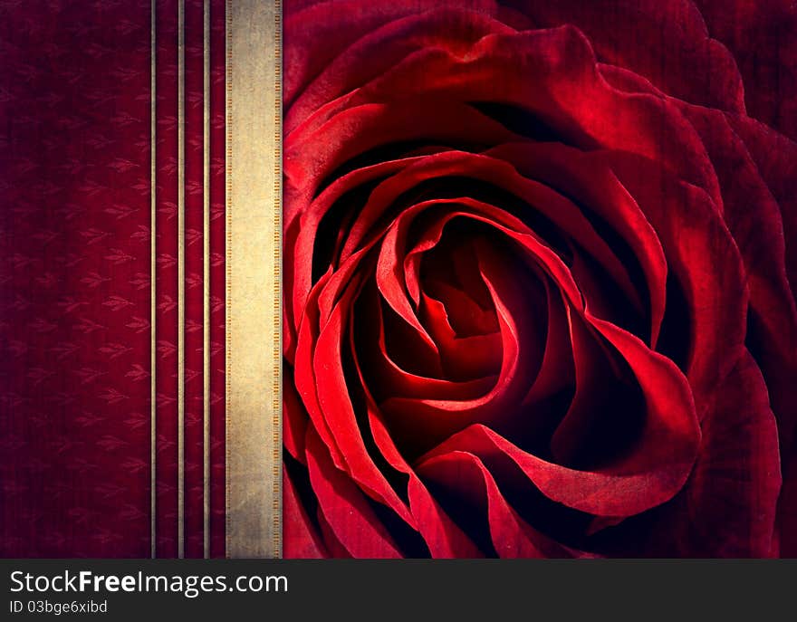 Color abstract background with rose