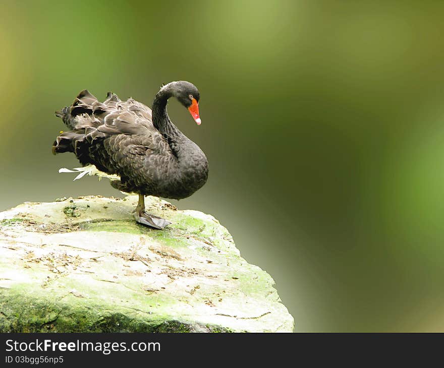 A black Swan stand on a rock behind lake