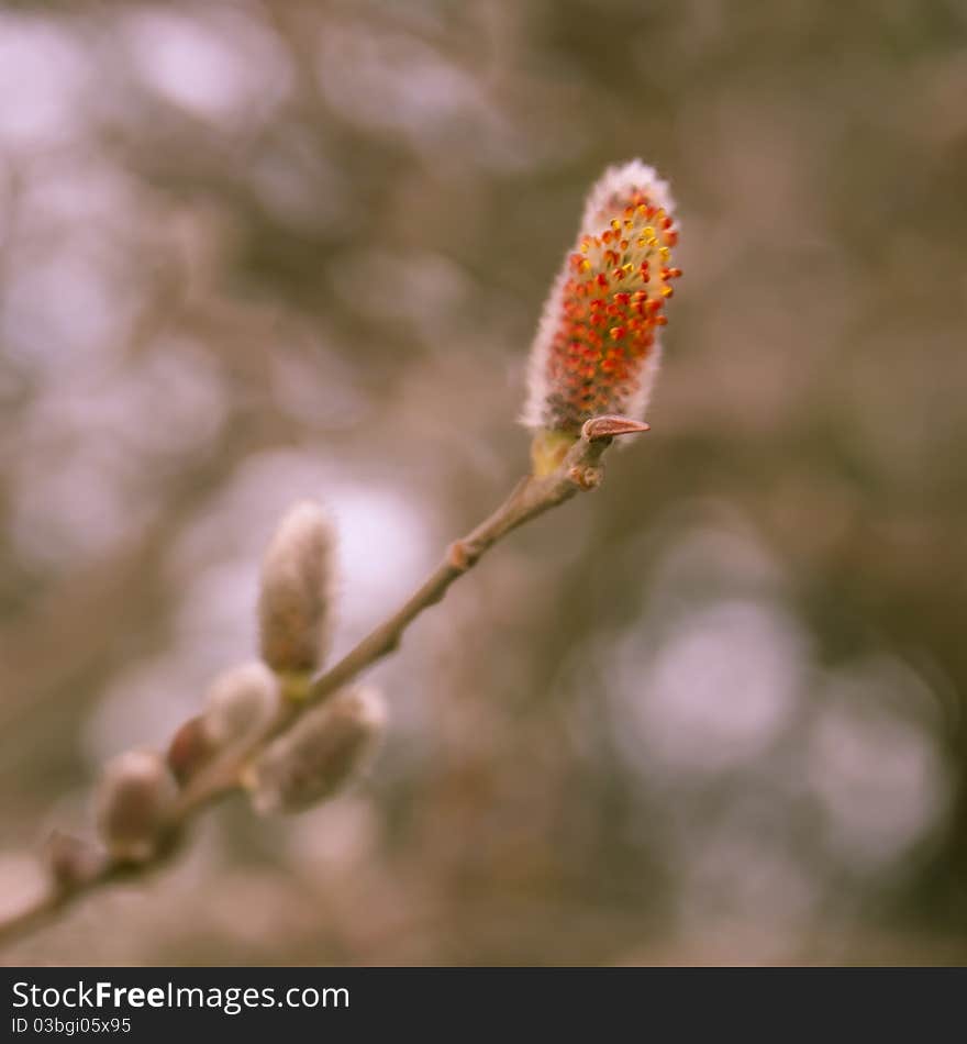 Brunch of blossoming catkin buds in spring. Brunch of blossoming catkin buds in spring