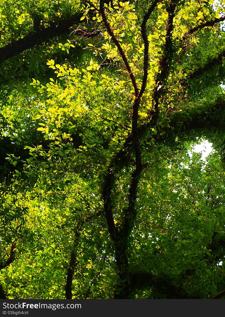 Green Trees