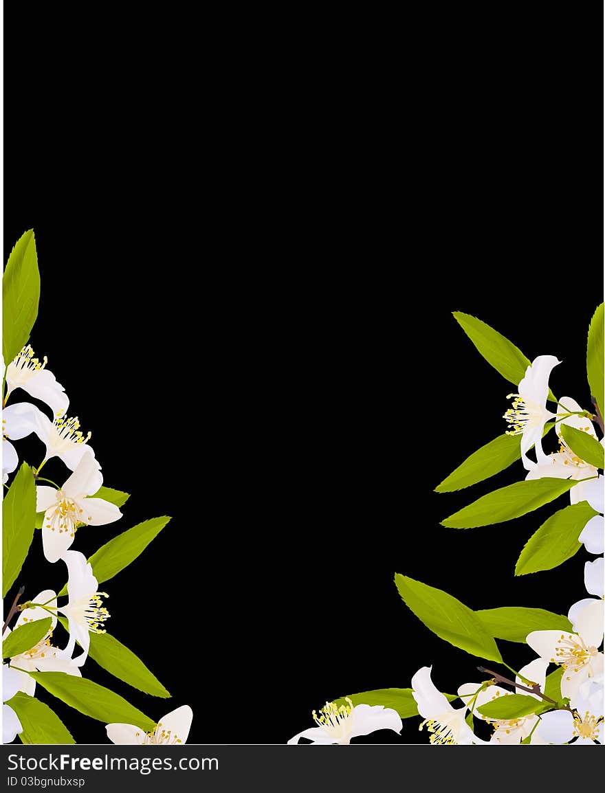 Illustration with jasmin flowers on black background. Illustration with jasmin flowers on black background