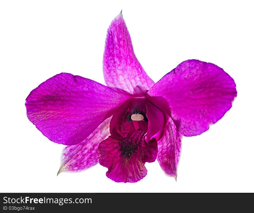 Single Purple Orchide Flower