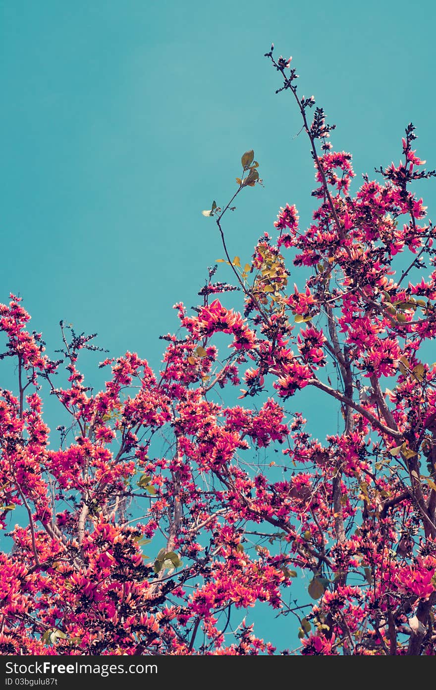 Tree and the pink flower