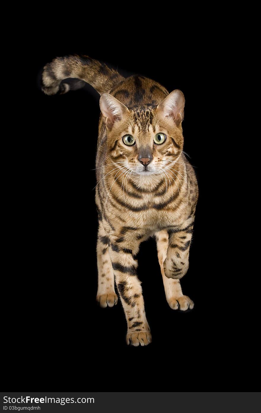 Male Bengal cat on black background in studio. Male Bengal cat on black background in studio