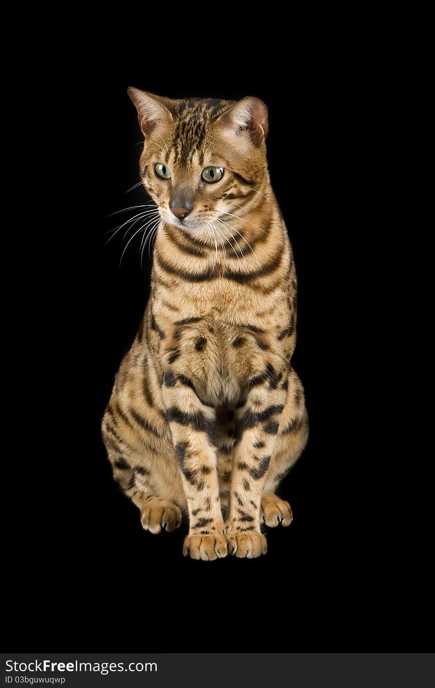 Male Bengal cat on black background in studio. Male Bengal cat on black background in studio