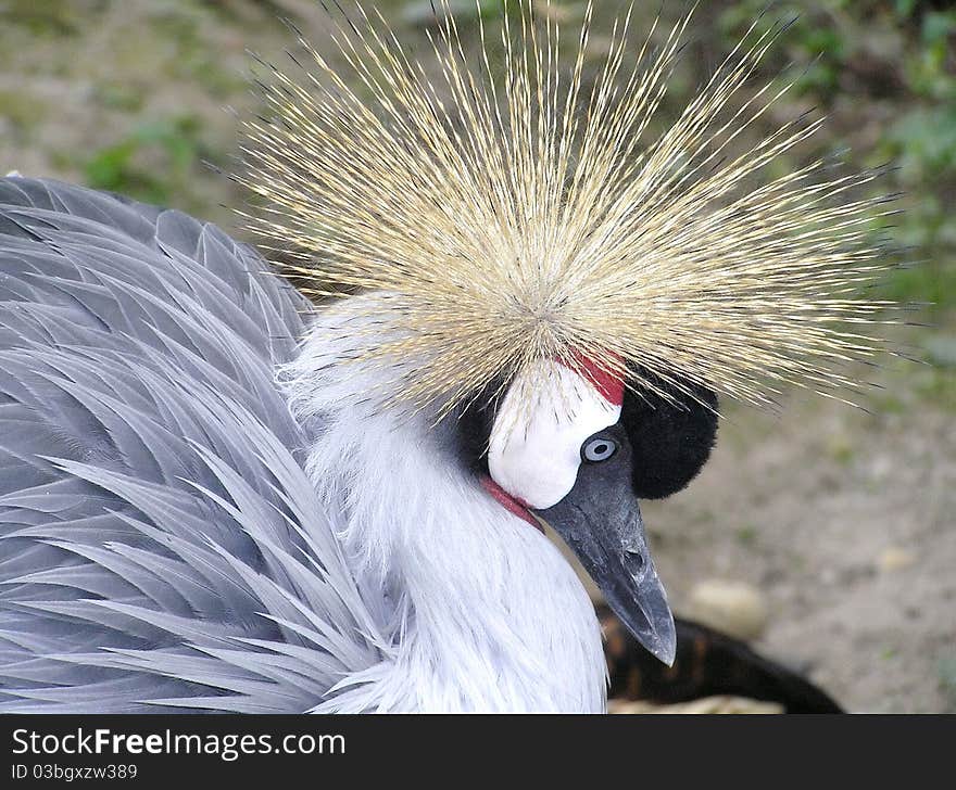 Portrait of Black Crowned Crane, zoo of Budapest, Hungary