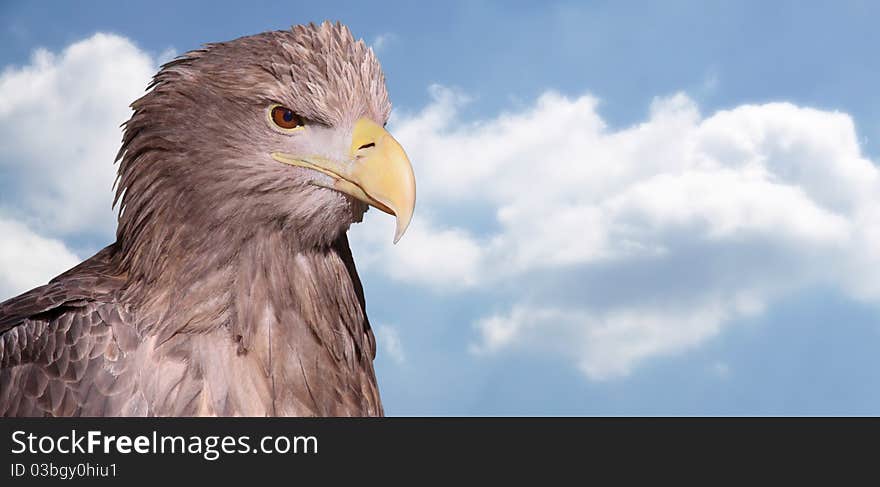 Close-up view of a White-tailed Eagle (Haliaeetus albicilla) with copy space