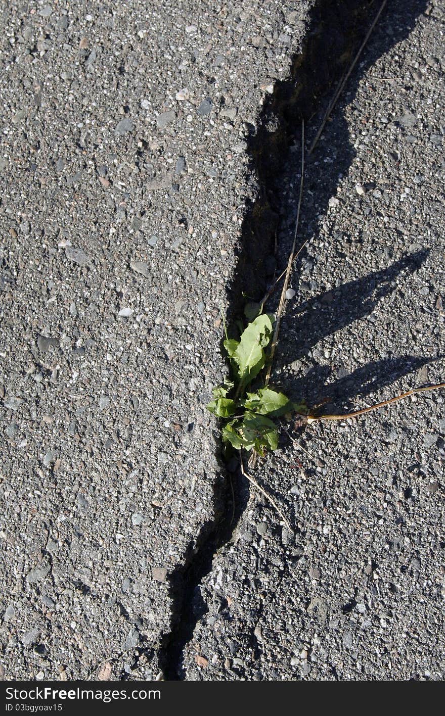 Weed growing in crack in the pavement