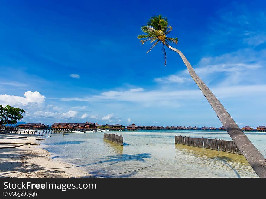 Coconut trees at the beach