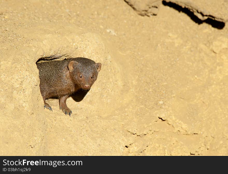 Close up of a Dwarf Mongoose