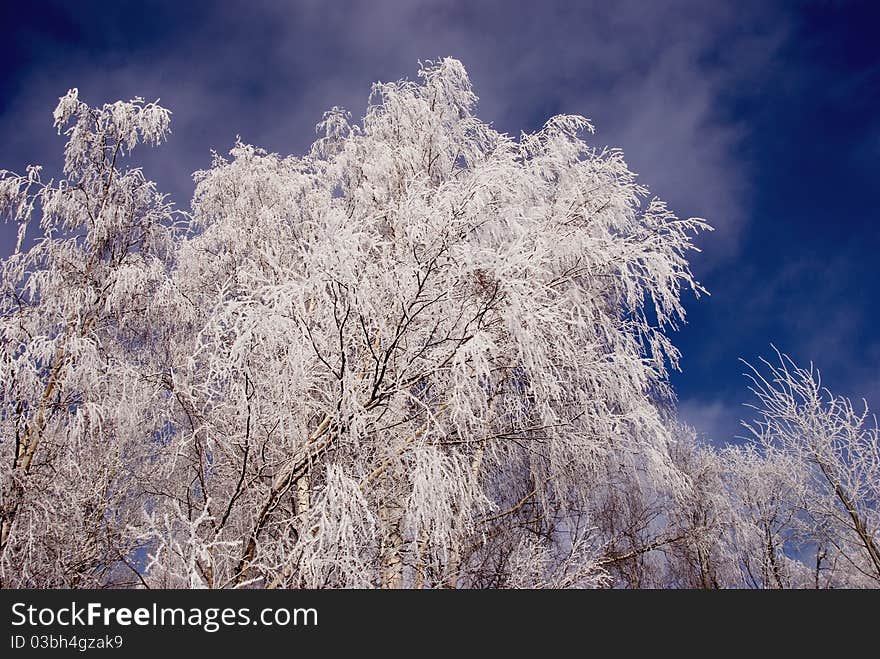 Birch branches with hoar an sky