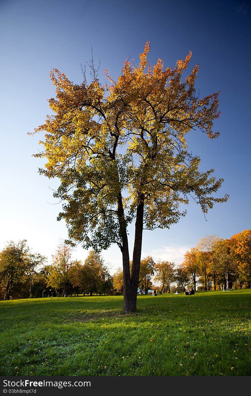 Bright tree with green grass and blue sky. Autumn scenery. Bright tree with green grass and blue sky. Autumn scenery.