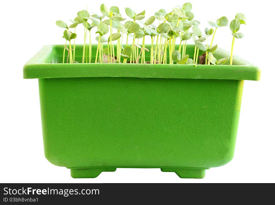 Young sprouts of flax in the container