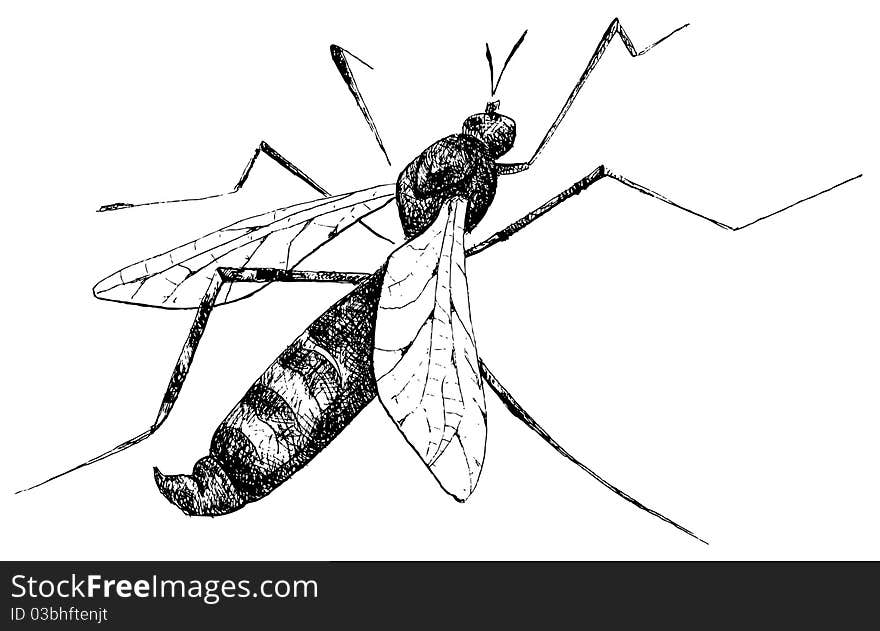 Detailed mosquito pencil drawing style