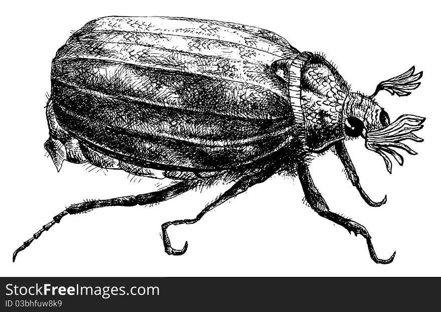 Detailed bug pencil drawing style