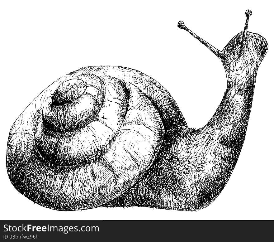 Detailed snail pencil drawing style