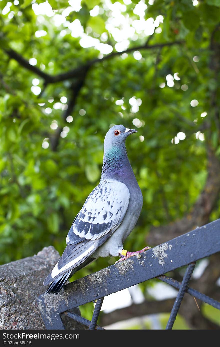 The pigeon in the park