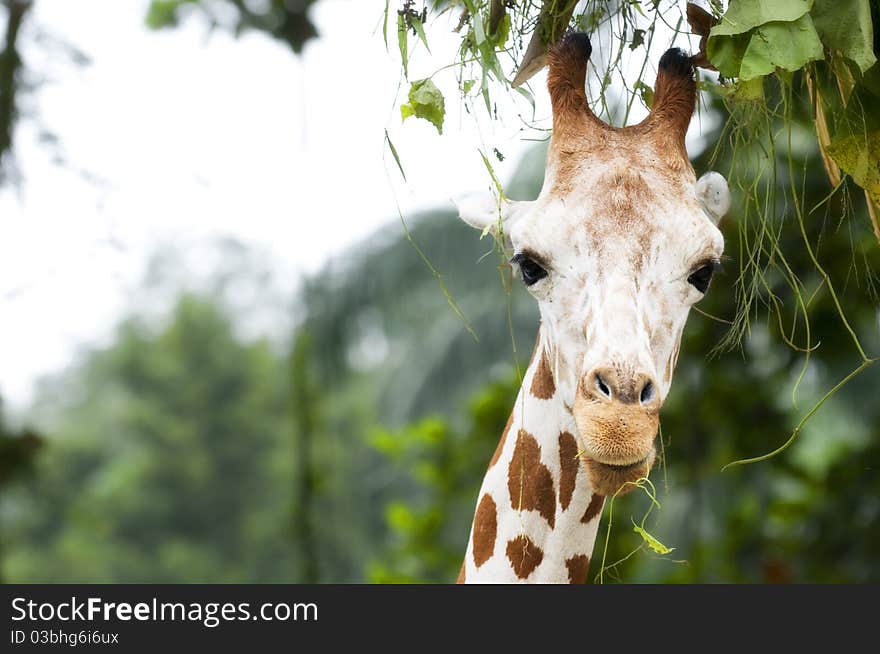 While gracing leaves on a high branch, the giraffe stole a look at my way as the safari van passes by. While gracing leaves on a high branch, the giraffe stole a look at my way as the safari van passes by.