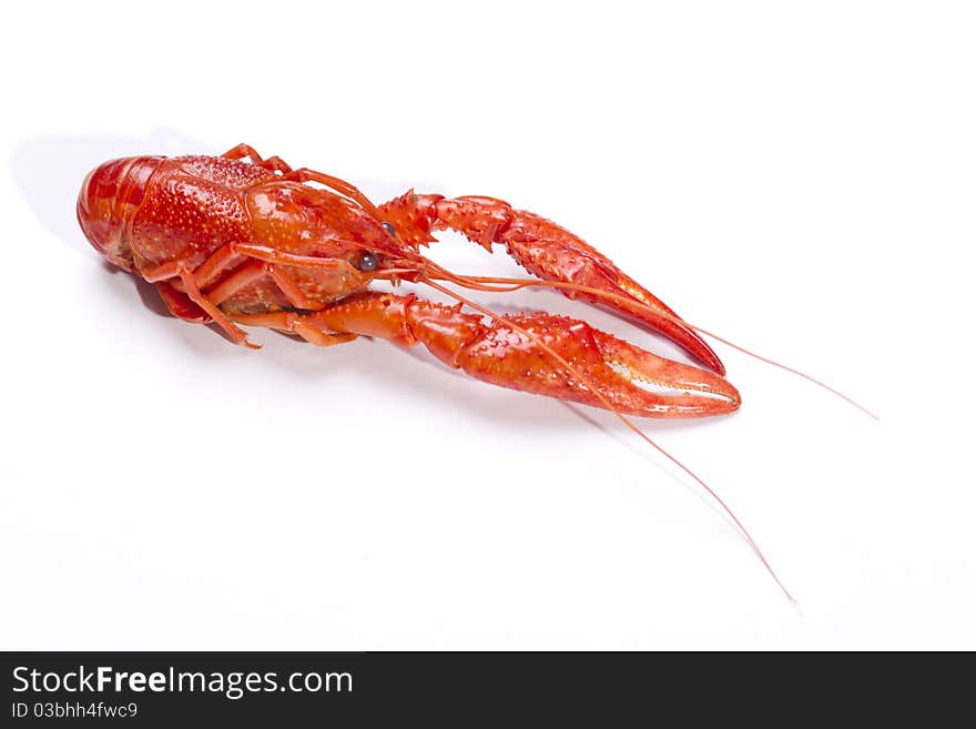 Red Crayfish